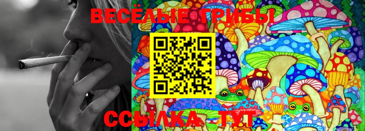 Псилоцибиновые грибы Psilocybe Краснотурьинск